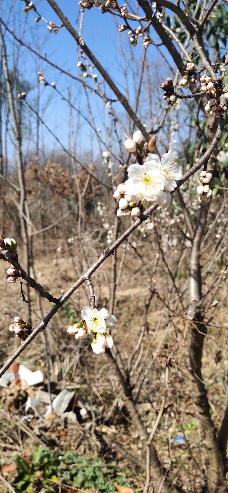 成都藝術(shù)高考