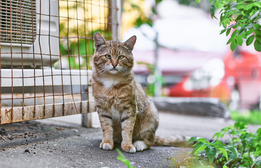 石家庄俄语培训