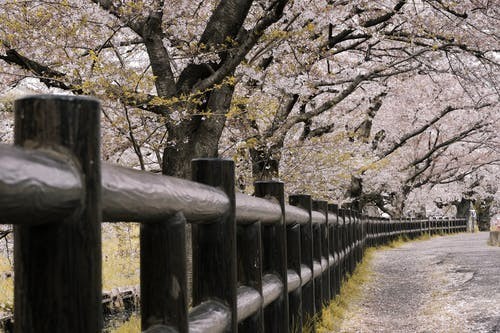 沈阳日本留学