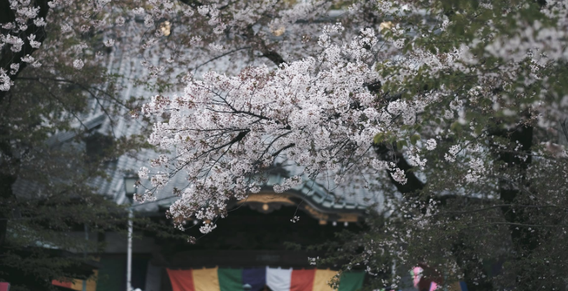 昆明日本留学申请班精选名单榜首一览表（十强排名推荐）(日本留学门槛高吗)