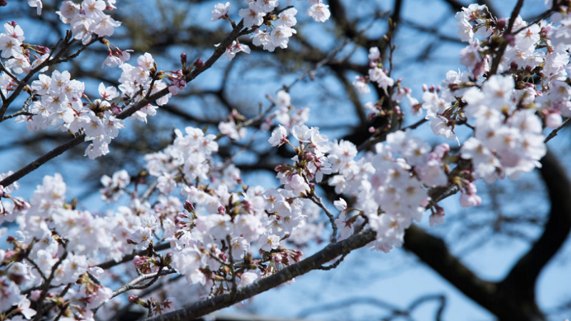 潍坊十大日本硕士留学中介服务排名(选择日本留学是很好的选择吗)