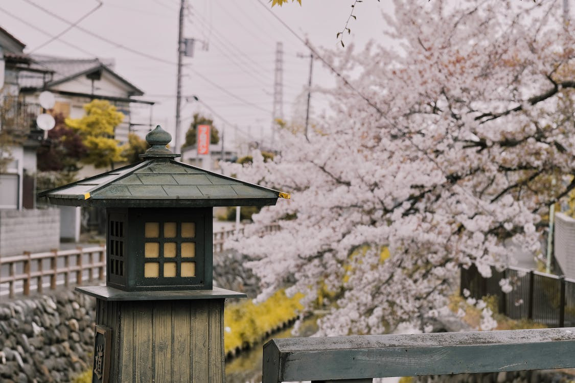 日本留学